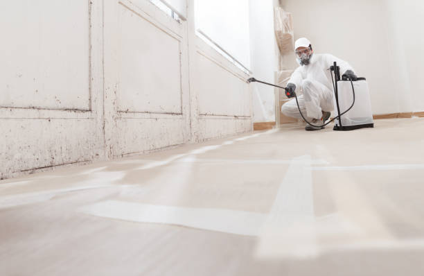 Black mold remediation team in Hawthorne